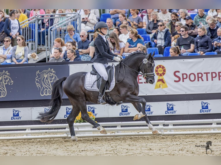Poney de selle allemand Étalon 4 Ans 146 cm Noir in Ahrensburg