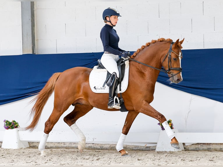 Poney de selle allemand Étalon 4 Ans 147 cm Alezan in Marsberg