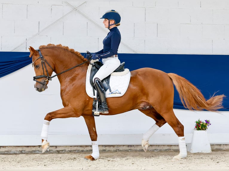 Poney de selle allemand Étalon 4 Ans 147 cm Alezan in Marsberg