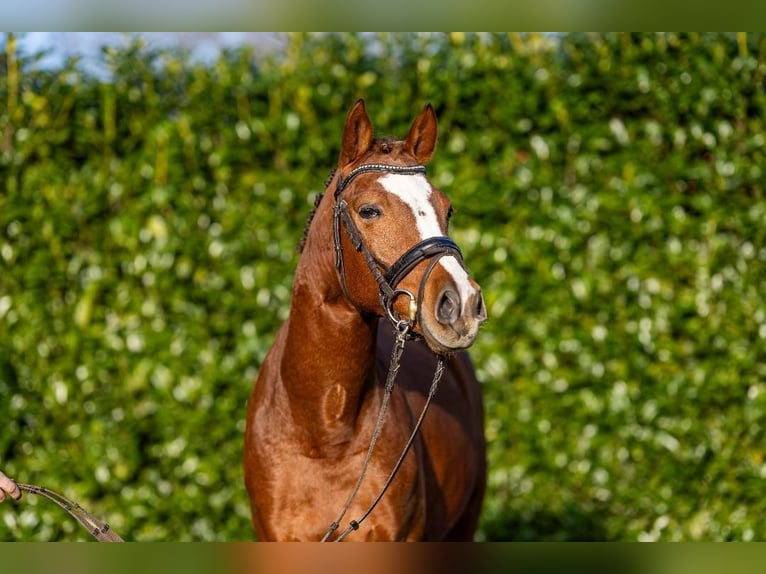 Poney de selle allemand Étalon 4 Ans 147 cm Alezan in Meppen