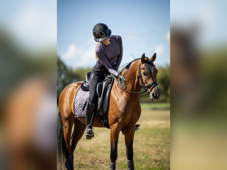 Poney de selle allemand Étalon 4 Ans 147 cm Bai brun in Vlissegem