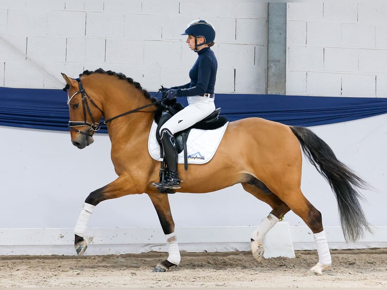 Poney de selle allemand Étalon 4 Ans 147 cm Isabelle in Marsberg