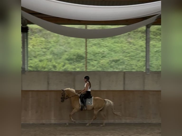 Poney de selle allemand Étalon 4 Ans 147 cm Palomino in Mömbris