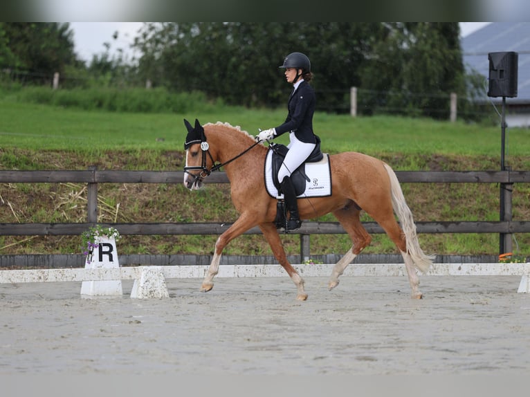 Poney de selle allemand Étalon 4 Ans 147 cm Palomino in Bruchköbel
