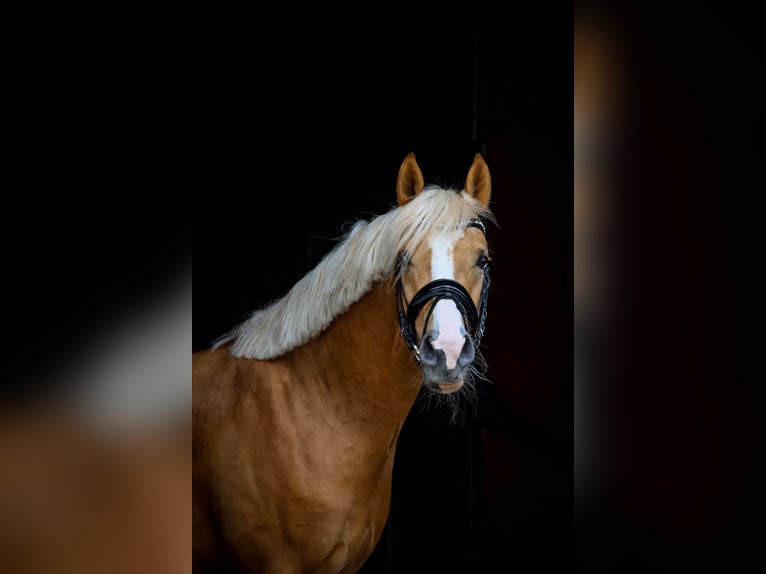 Poney de selle allemand Étalon 4 Ans 147 cm Palomino in Bruchköbel
