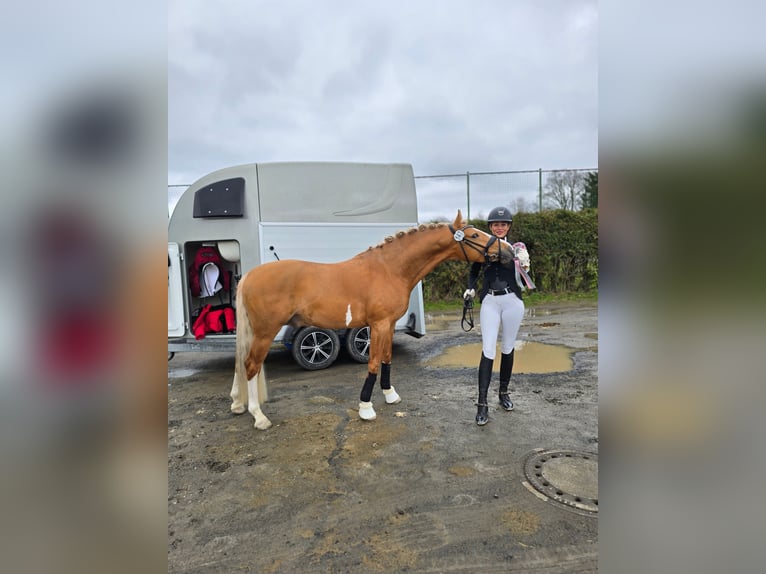 Poney de selle allemand Étalon 4 Ans 147 cm Palomino in Bruchköbel