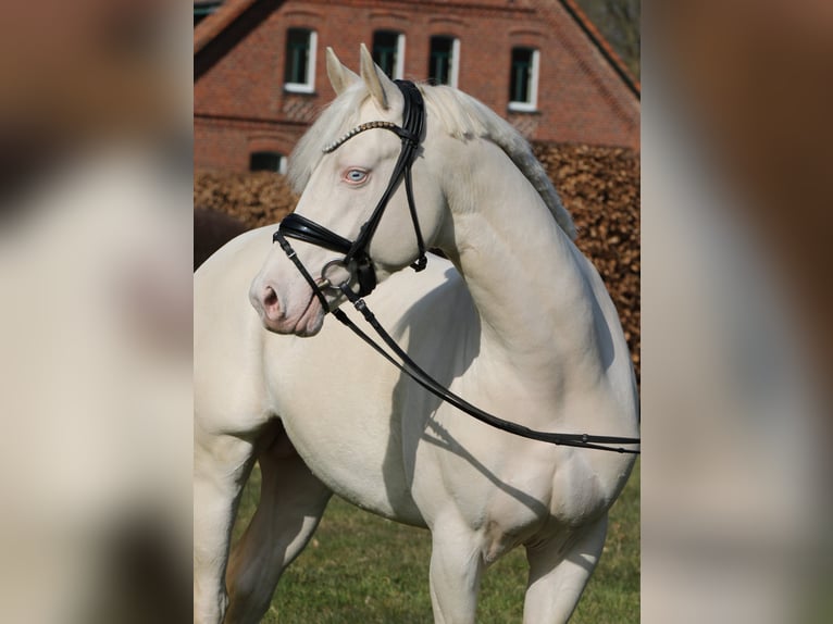 Poney de selle allemand Étalon 4 Ans 148 cm Cremello in Rehburg-Loccum M&#xFC;nchehagen