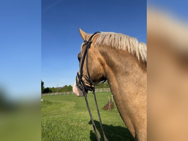 Poney de selle allemand Étalon 4 Ans 151 cm Palomino in Vechta