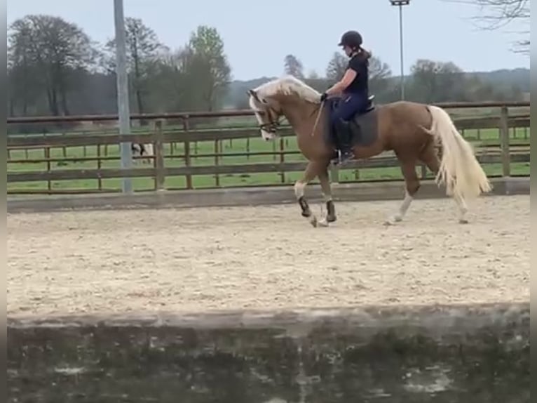 Poney de selle allemand Étalon 4 Ans 151 cm Palomino in Vechta