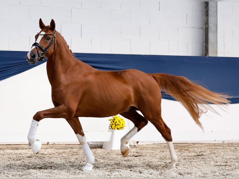 Poney de selle allemand Étalon 4 Ans 152 cm Alezan in Marsberg