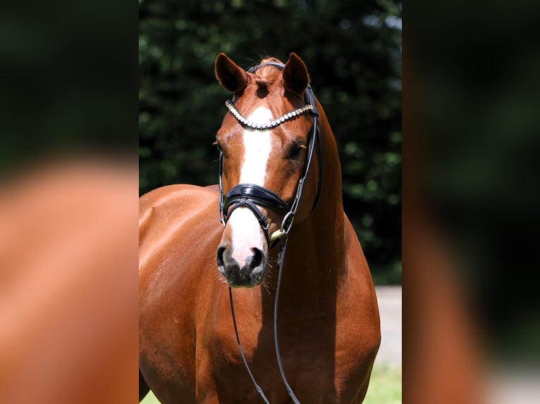 Poney de selle allemand Étalon 4 Ans 152 cm Alezan in Rehburg-Loccum