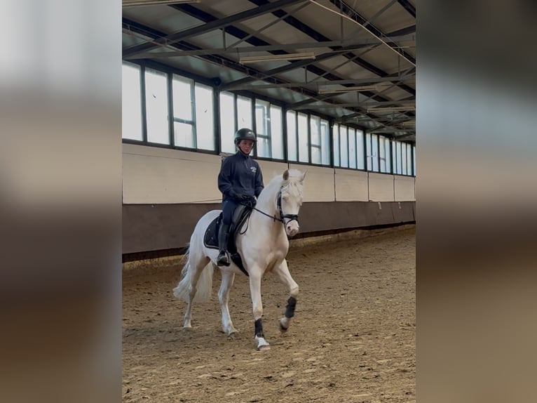 Poney de selle allemand Étalon 4 Ans 153 cm Perlino in Castrop-Rauxel