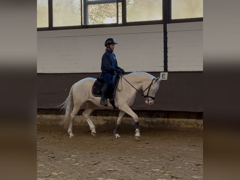 Poney de selle allemand Étalon 4 Ans 153 cm Perlino in Castrop-Rauxel