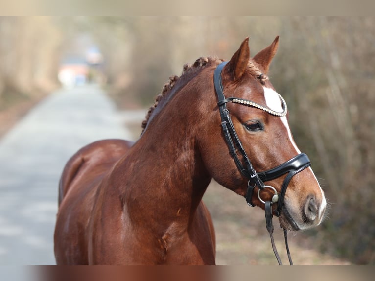 Poney de selle allemand Étalon 4 Ans Alezan brûlé in Kiel