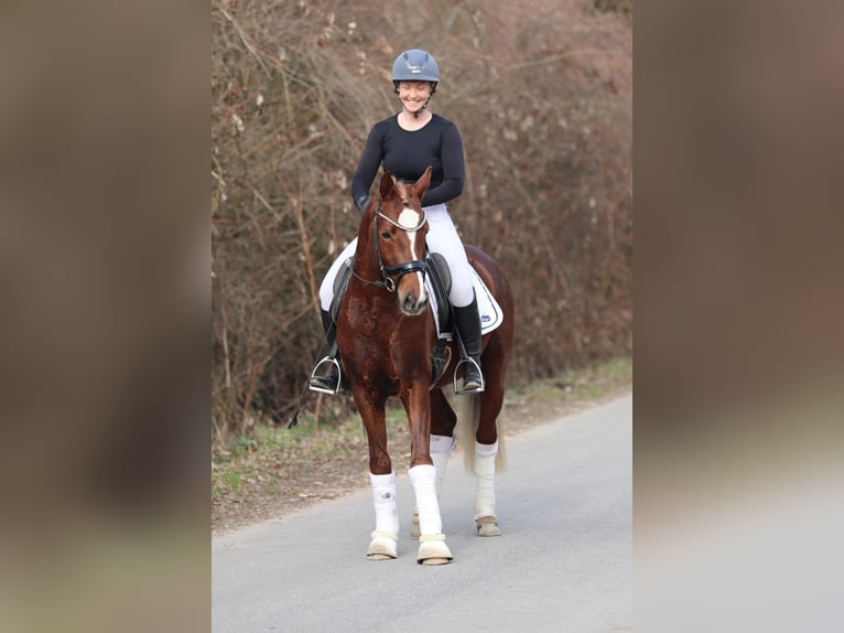 Poney de selle allemand Étalon 4 Ans Alezan brûlé in Kiel