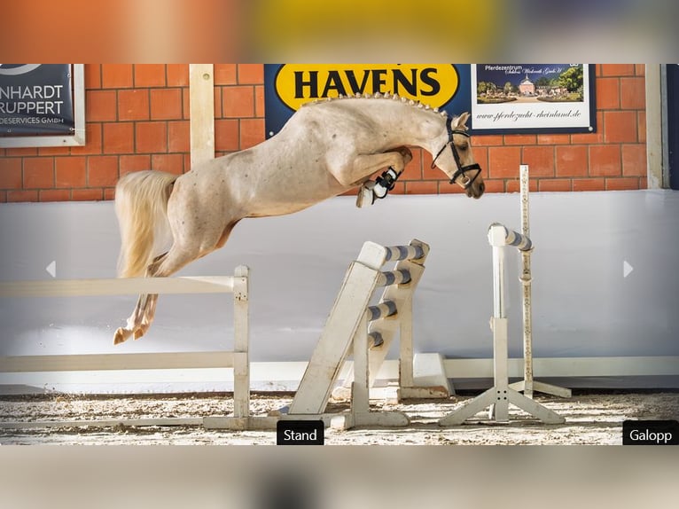 Poney de selle allemand Étalon 4 Ans Palomino in Mönchengladbach