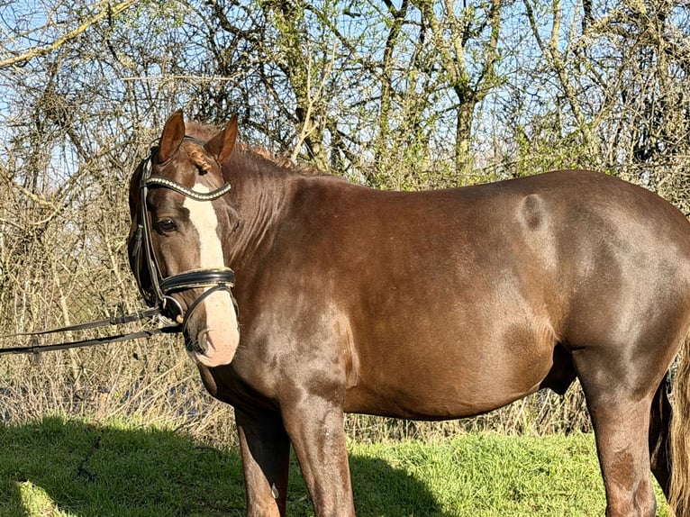 Poney de selle allemand Étalon 5 Ans 145 cm Alezan brûlé in Grevenbroich