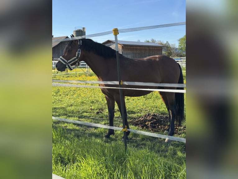 Poney de selle allemand Étalon 5 Ans 146 cm Bai in Feldkirch