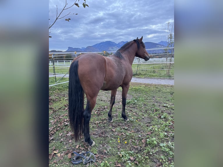 Poney de selle allemand Étalon 5 Ans 146 cm Bai in Feldkirch
