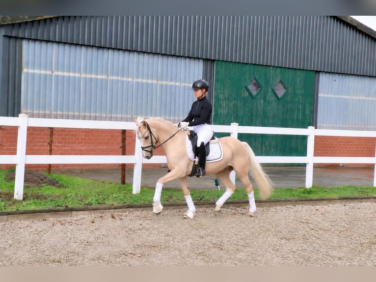 Poney de selle allemand Étalon 5 Ans 146 cm Palomino in Recke, bei Osnabrück