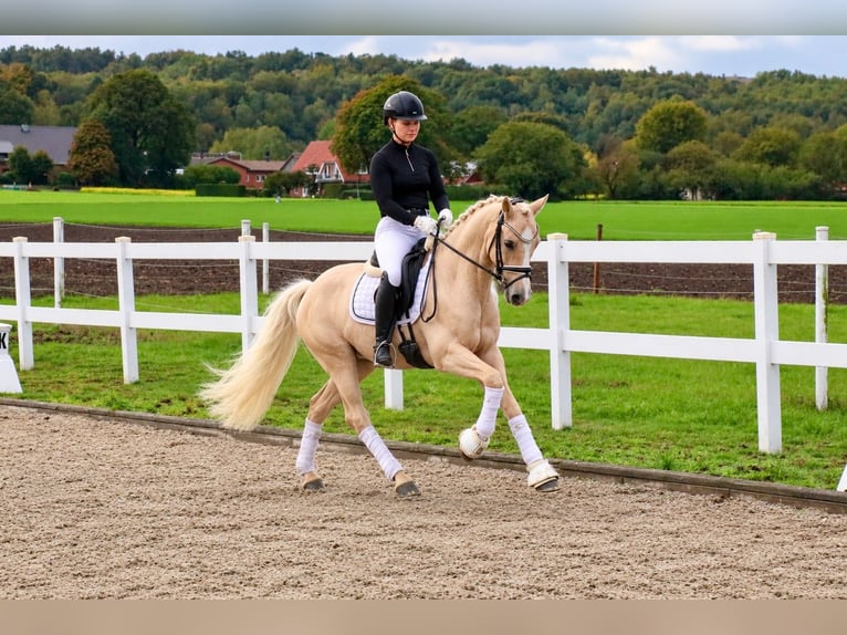 Poney de selle allemand Étalon 5 Ans 146 cm Palomino in Recke, bei Osnabrück