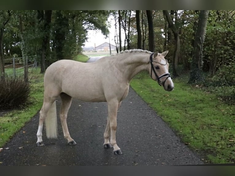 Poney de selle allemand Étalon 5 Ans 146 cm Palomino in Recke, bei Osnabrück