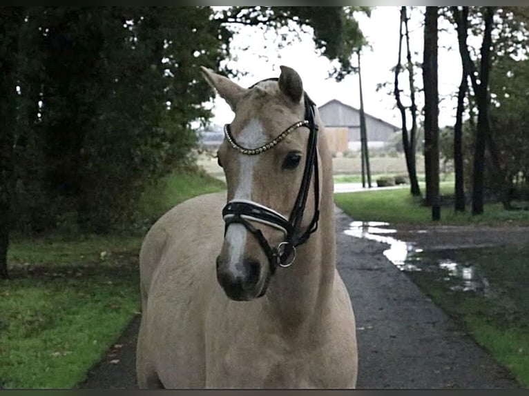 Poney de selle allemand Étalon 5 Ans 146 cm Palomino in Recke, bei Osnabrück