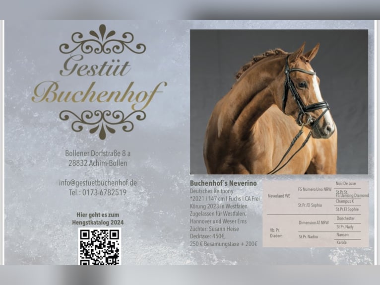 Poney de selle allemand Étalon 5 Ans 148 cm Alezan in Achim