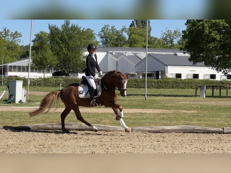 Poney de selle allemand Étalon 5 Ans 148 cm Alezan in Achim