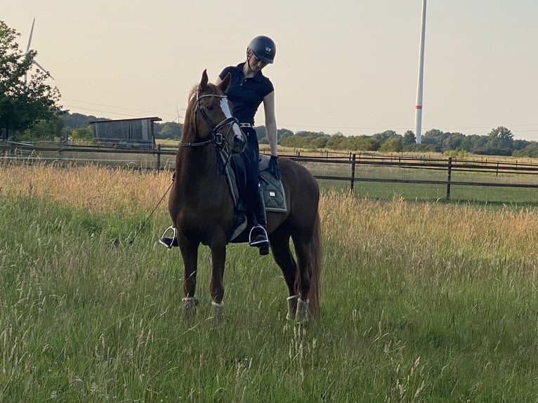 Poney de selle allemand Étalon 5 Ans 148 cm Alezan in Achim
