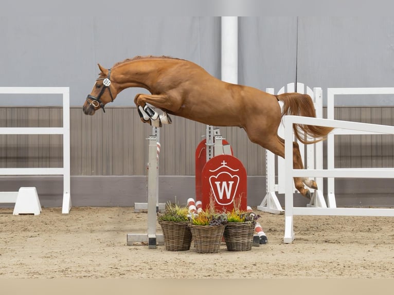 Poney de selle allemand Étalon 5 Ans 148 cm Alezan in Achim