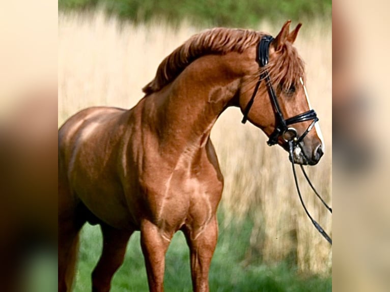 Poney de selle allemand Étalon 5 Ans 148 cm Alezan dun in Haunetal
