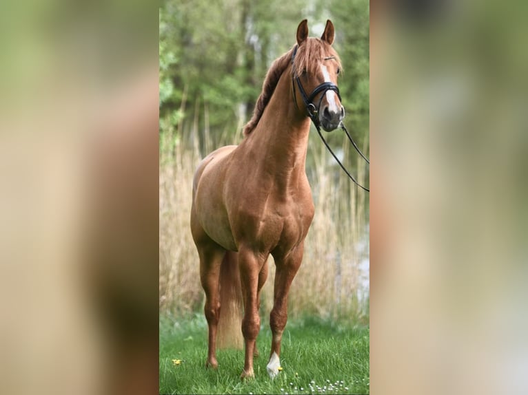 Poney de selle allemand Étalon 5 Ans 148 cm Alezan dun in Haunetal