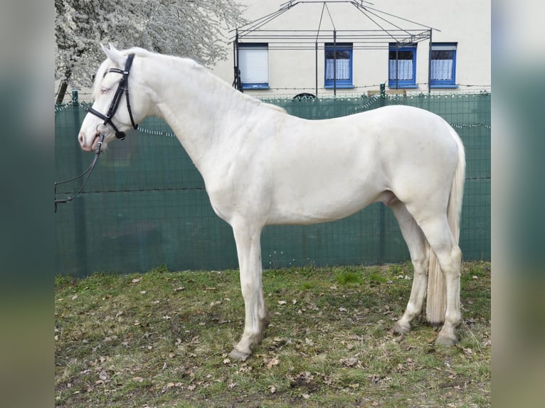 Poney de selle allemand Étalon 5 Ans 148 cm Cremello in Buchhain