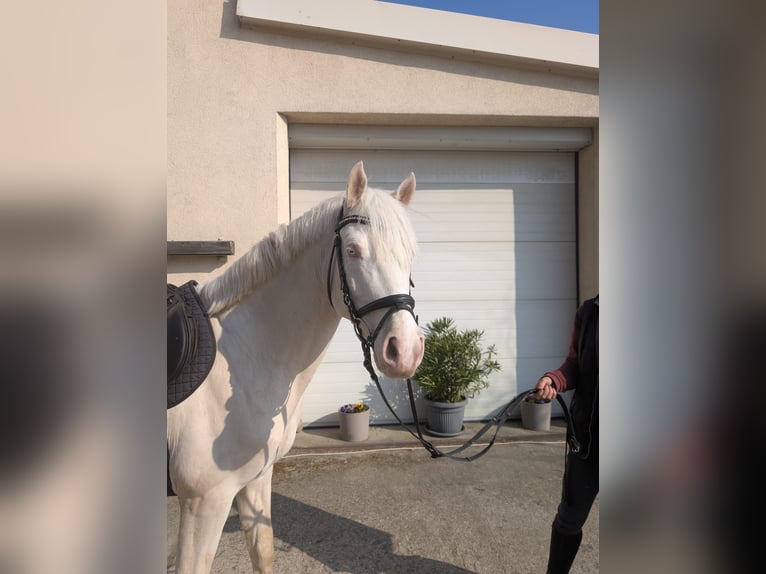 Poney de selle allemand Étalon 5 Ans 148 cm Cremello in Buchhain