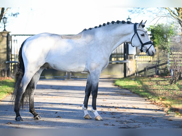 Poney de selle allemand Étalon 5 Ans 149 cm Buckskin in Vettweiß