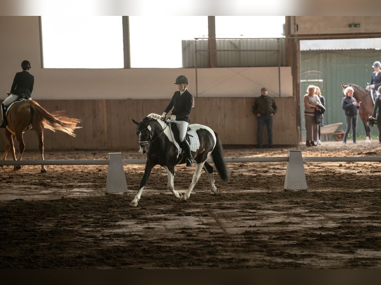 Poney de selle allemand Étalon 5 Ans 152 cm Pinto in Wiedenborstel