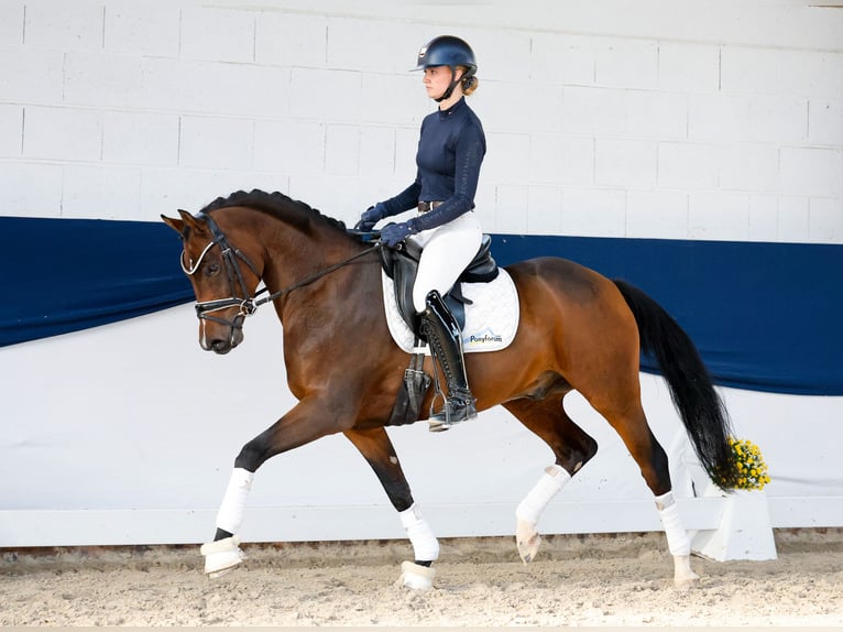 Poney de selle allemand Étalon 5 Ans 154 cm Bai in Marsberg
