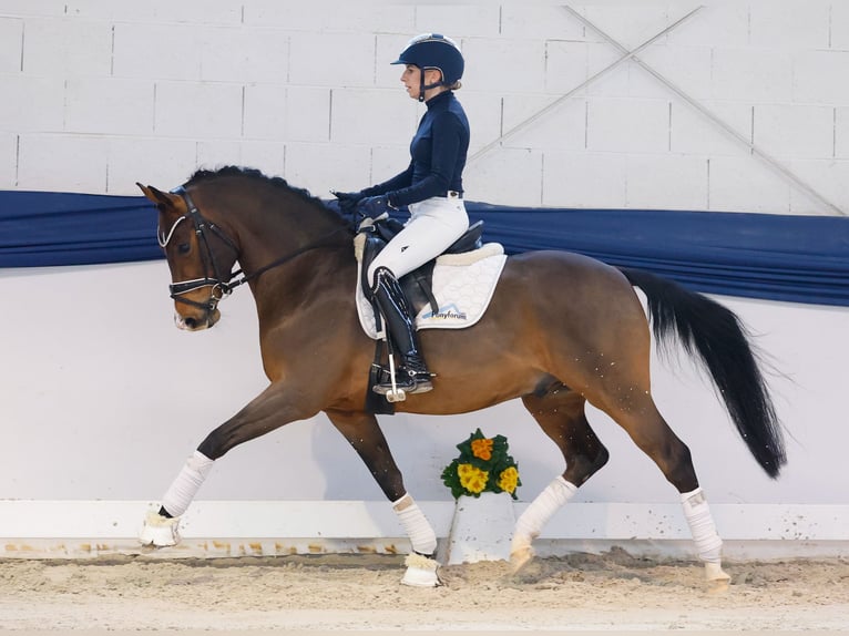 Poney de selle allemand Étalon 6 Ans 145 cm Bai in Marsberg