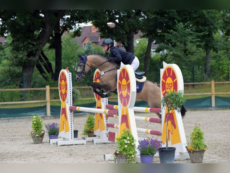 Poney de selle allemand Étalon 6 Ans 145 cm Buckskin in Eppingen