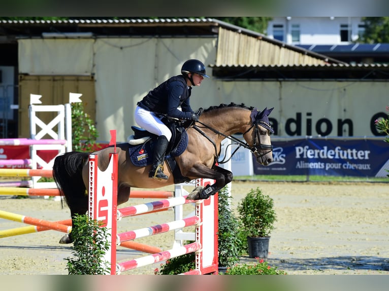 Poney de selle allemand Étalon 6 Ans 145 cm Buckskin in Eppingen