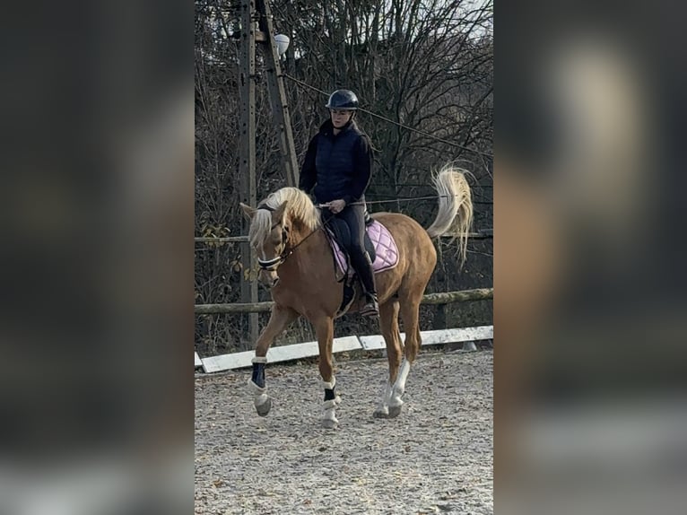 Poney de selle allemand Étalon 6 Ans 148 cm Palomino in Wałbrzych