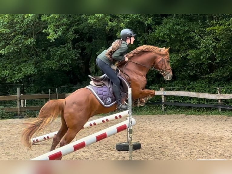 Poney de selle allemand Étalon 7 Ans 145 cm Alezan in Todenb&#xFC;ttel