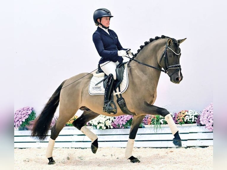 Poney de selle allemand Étalon 7 Ans Noir in Vechta