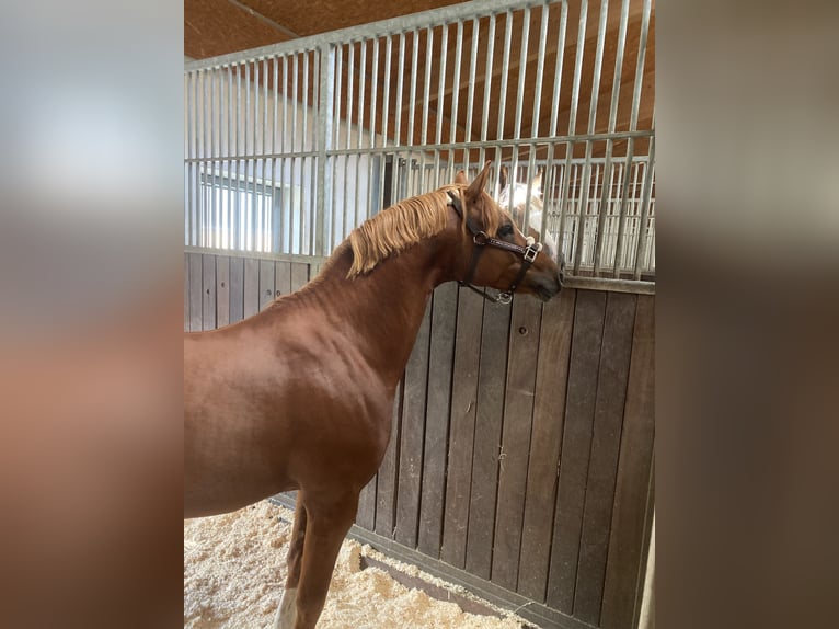 Poney de selle allemand Étalon 8 Ans 145 cm Alezan in Todenbüttel
