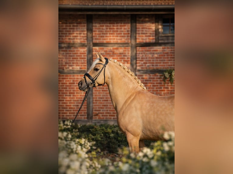 Poney de selle allemand Étalon 8 Ans 146 cm Dunalino in Köln
