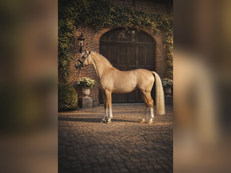 Poney de selle allemand Étalon 8 Ans 146 cm Dunalino in Köln