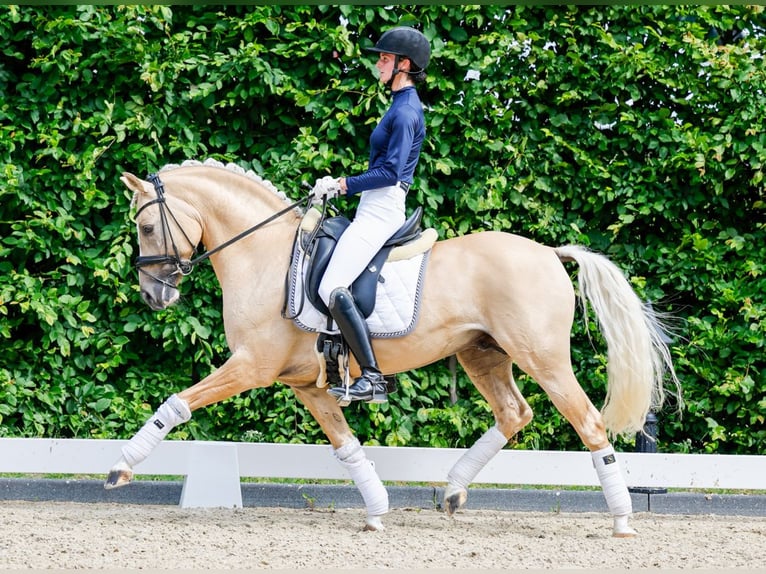 Poney de selle allemand Étalon 8 Ans 146 cm Palomino in Marsberg