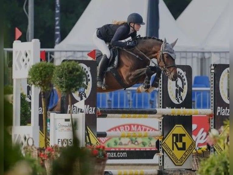 Poney de selle allemand Étalon 8 Ans 147 cm Bai brun in Süderlügum