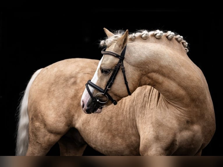 Poney de selle allemand Étalon 9 Ans 145 cm Palomino in Schönwalde